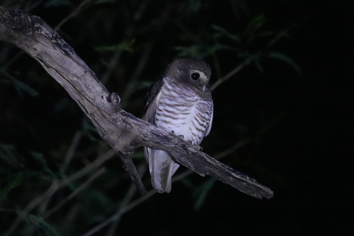 White-browed Owl - ML639513080
