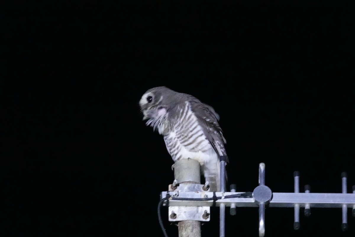 White-browed Owl - ML639513081