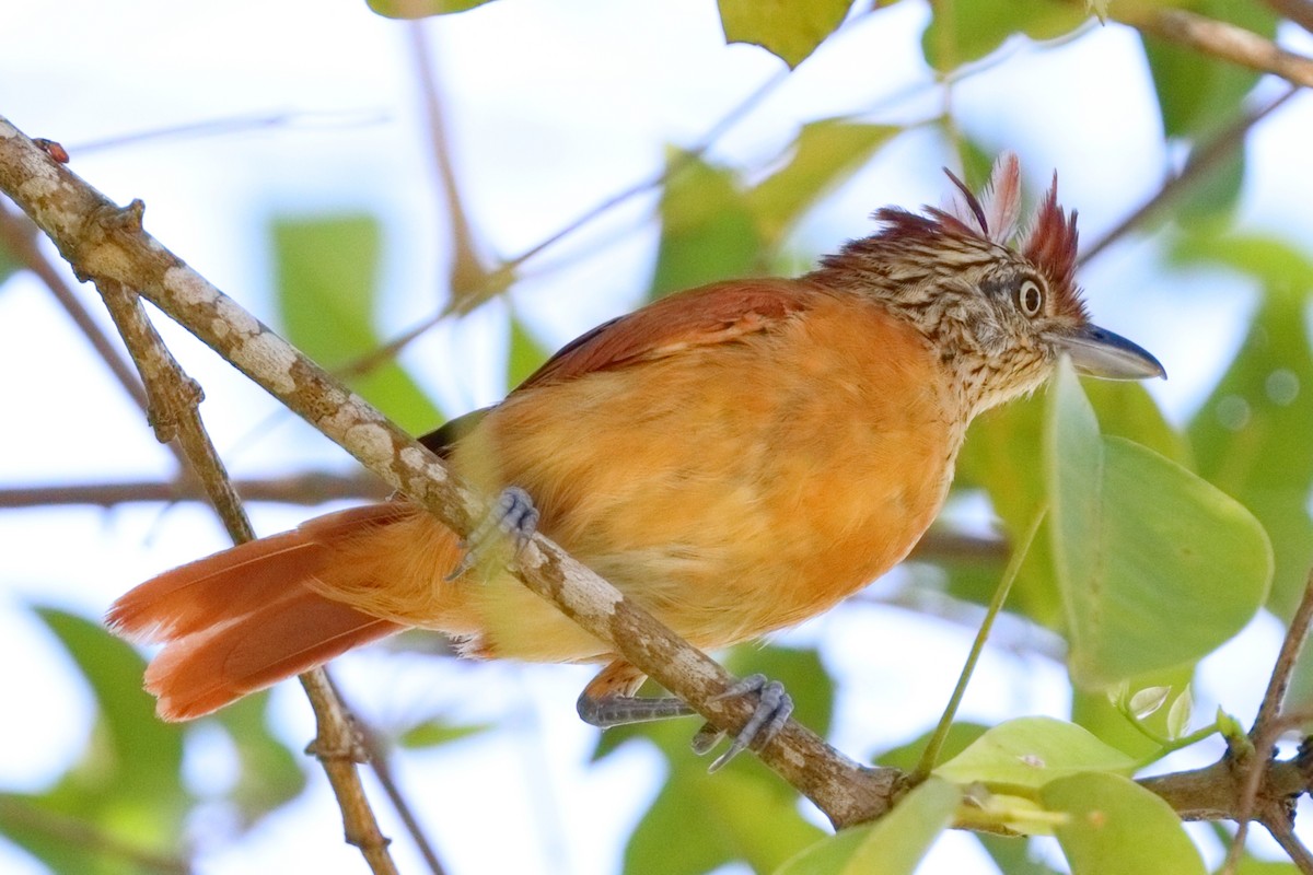Barred Antshrike - ML639513083