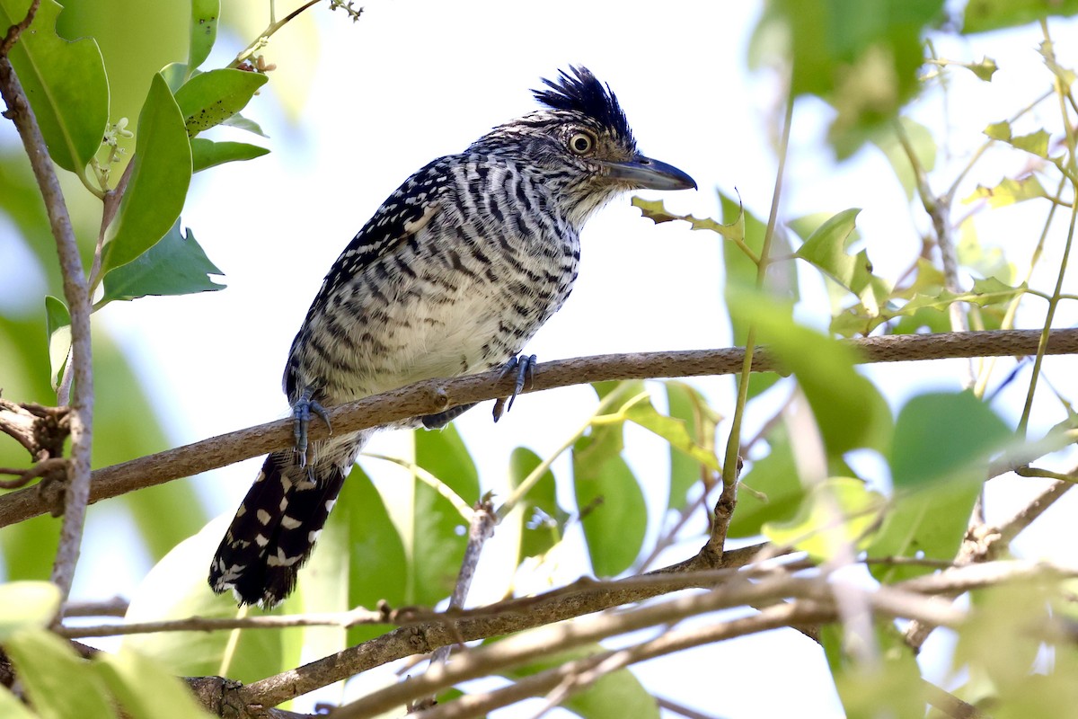 Barred Antshrike - ML639513085