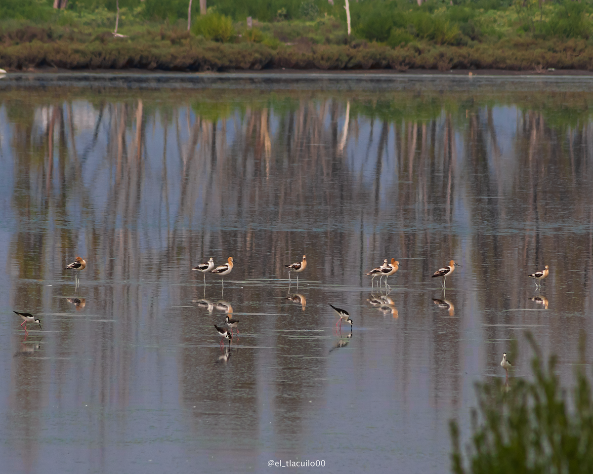 American Avocet - ML639513153
