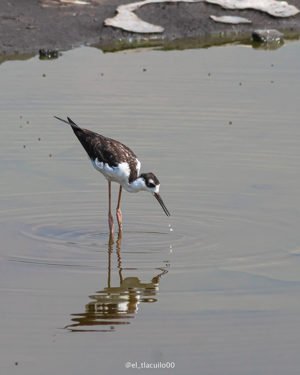 Black-necked Stilt - ML639513167