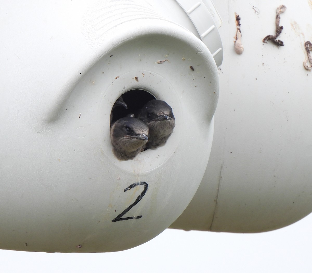 Purple Martin - ML639513230