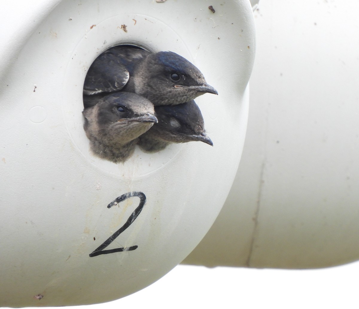 Purple Martin - ML639513231