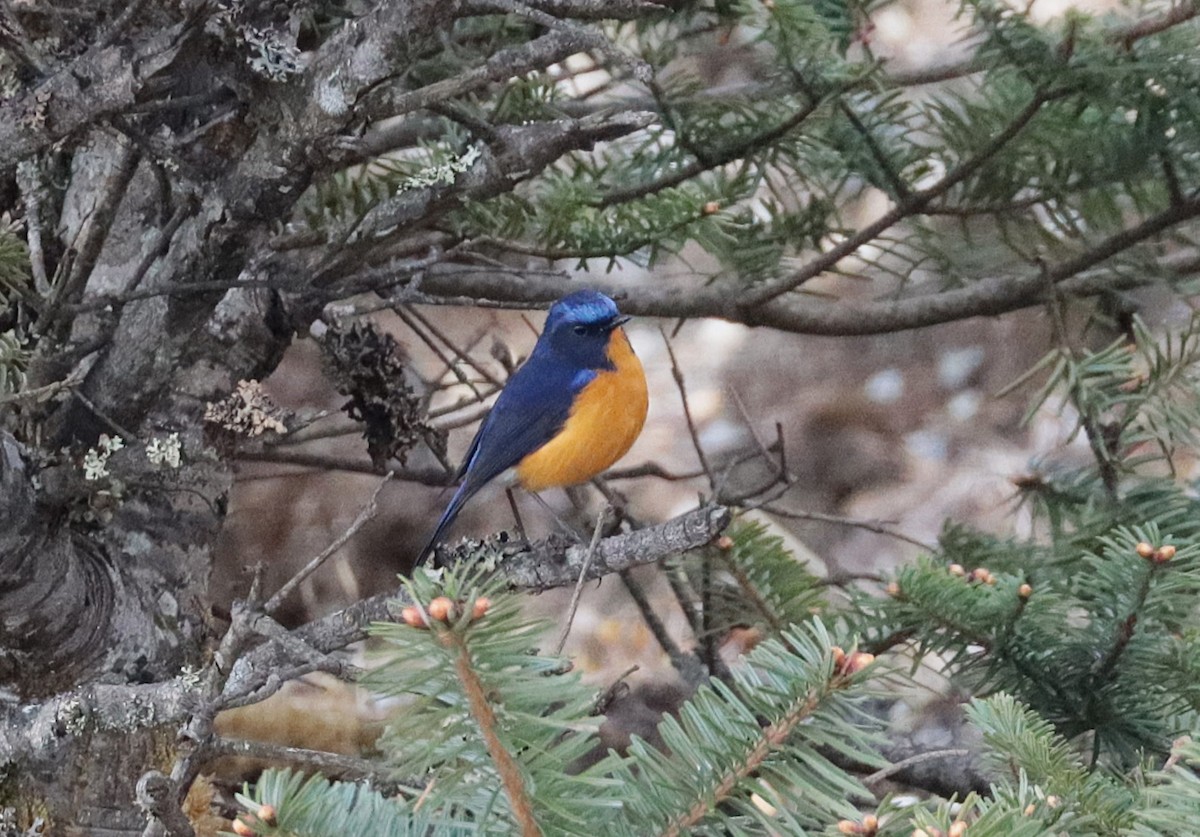 Rufous-breasted Bush-Robin - ML639513232