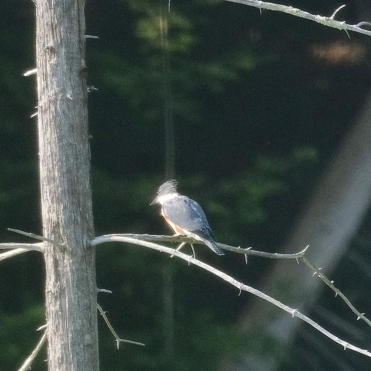 Belted Kingfisher - ML639513356