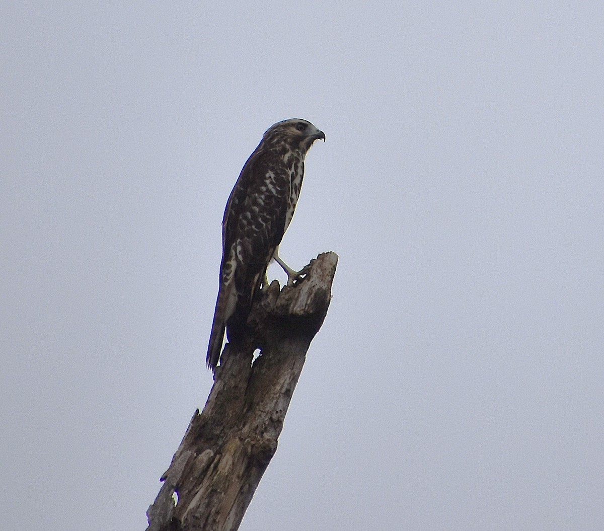 Red-shouldered Hawk - ML639513365
