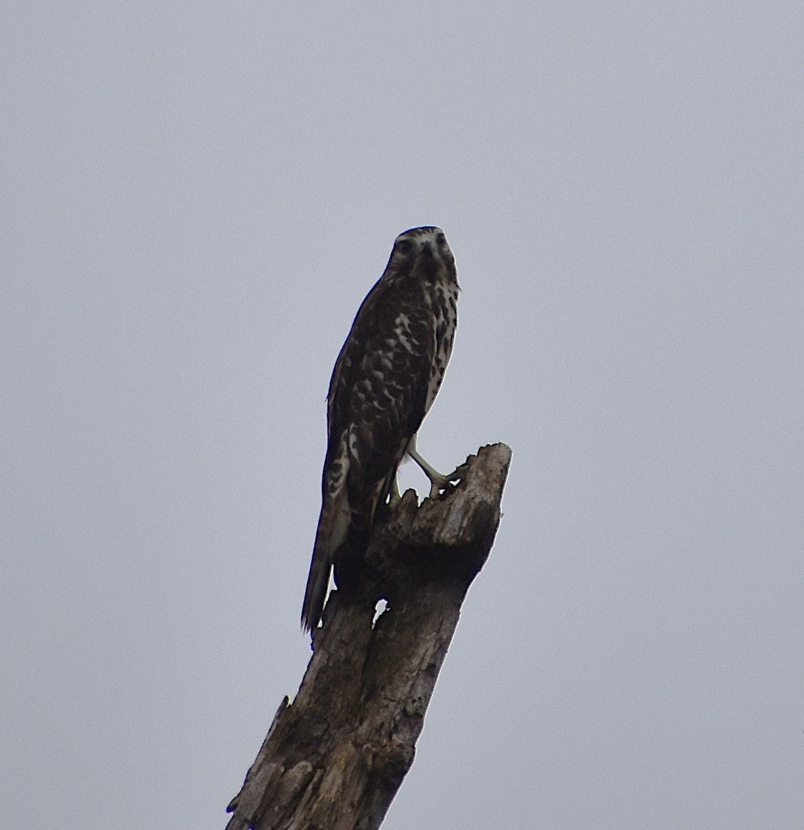 Red-shouldered Hawk - ML639513378