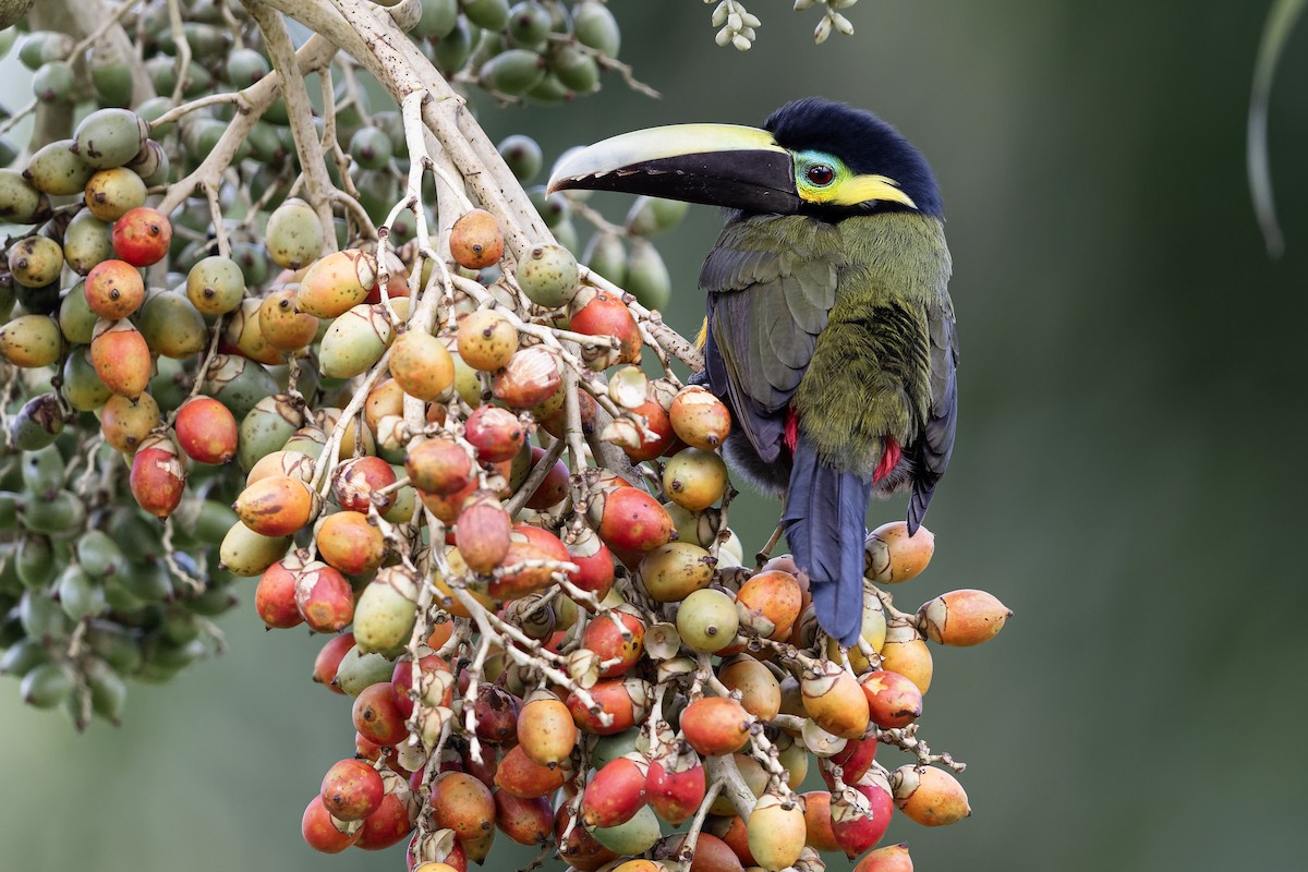 Yellow-eared Toucanet - ML639513380