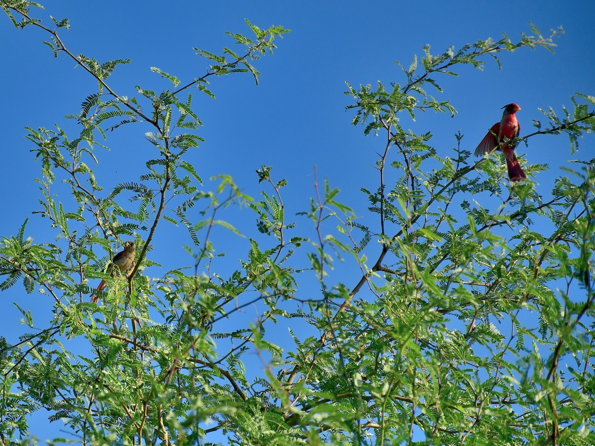 Pyrrhuloxia - ML639513516