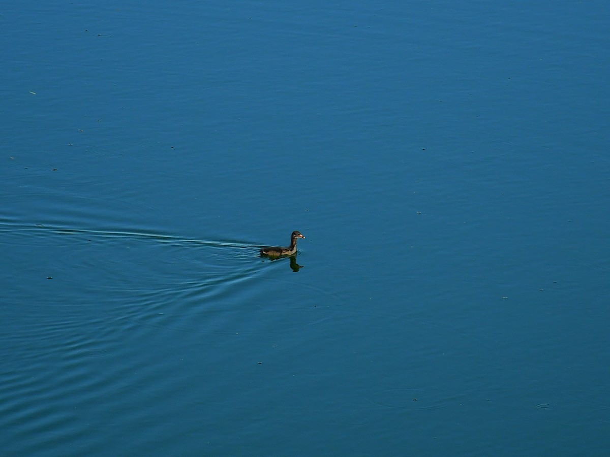 Common Gallinule - ML639513573