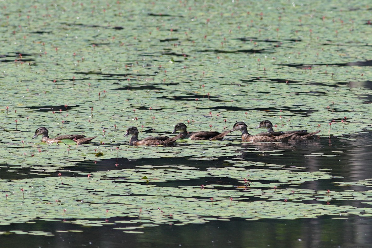 Wood Duck - ML639513600