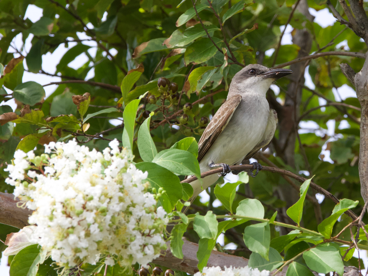 Gray Kingbird - ML639513662
