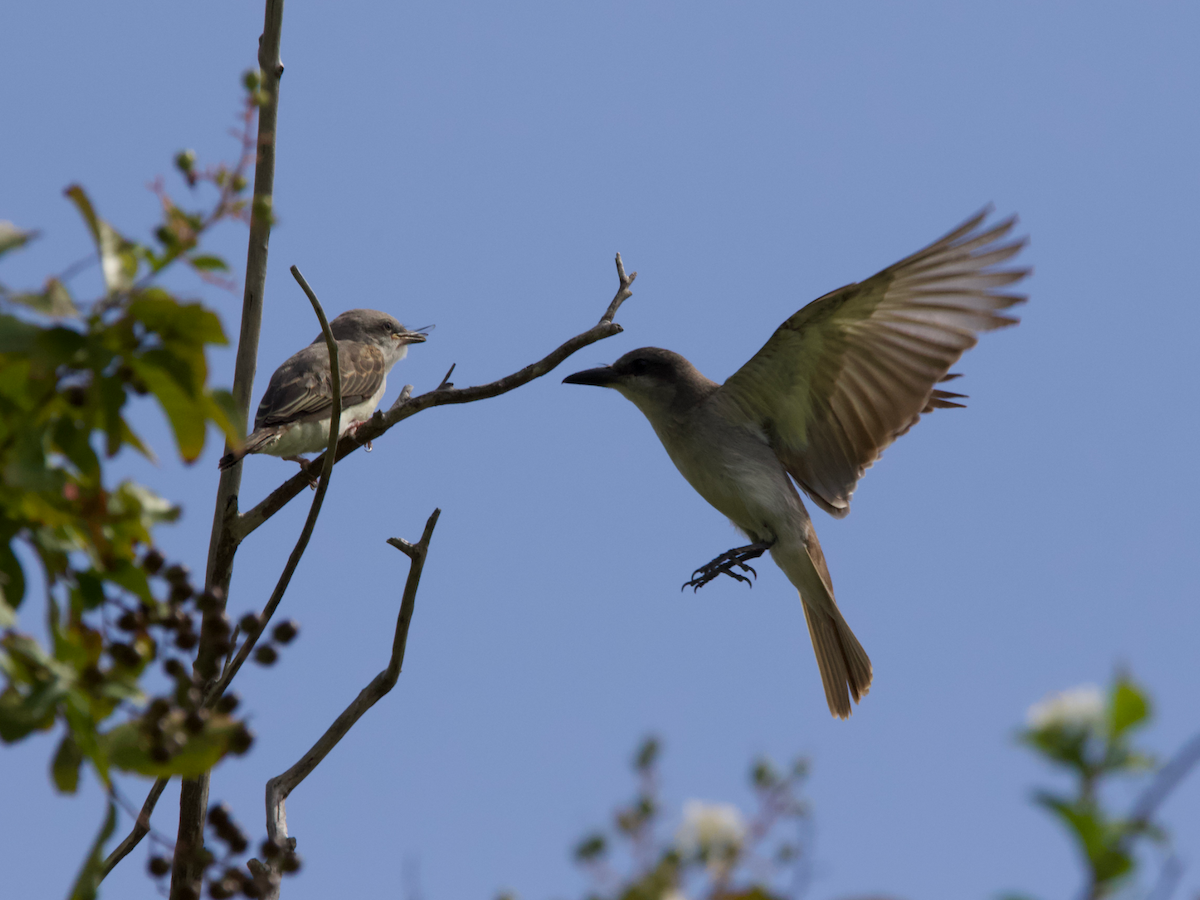 Gray Kingbird - ML639513663