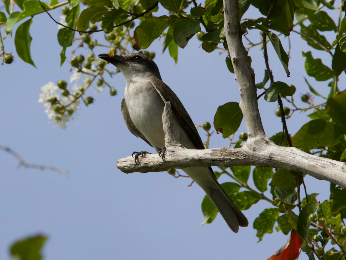 Gray Kingbird - ML639513664