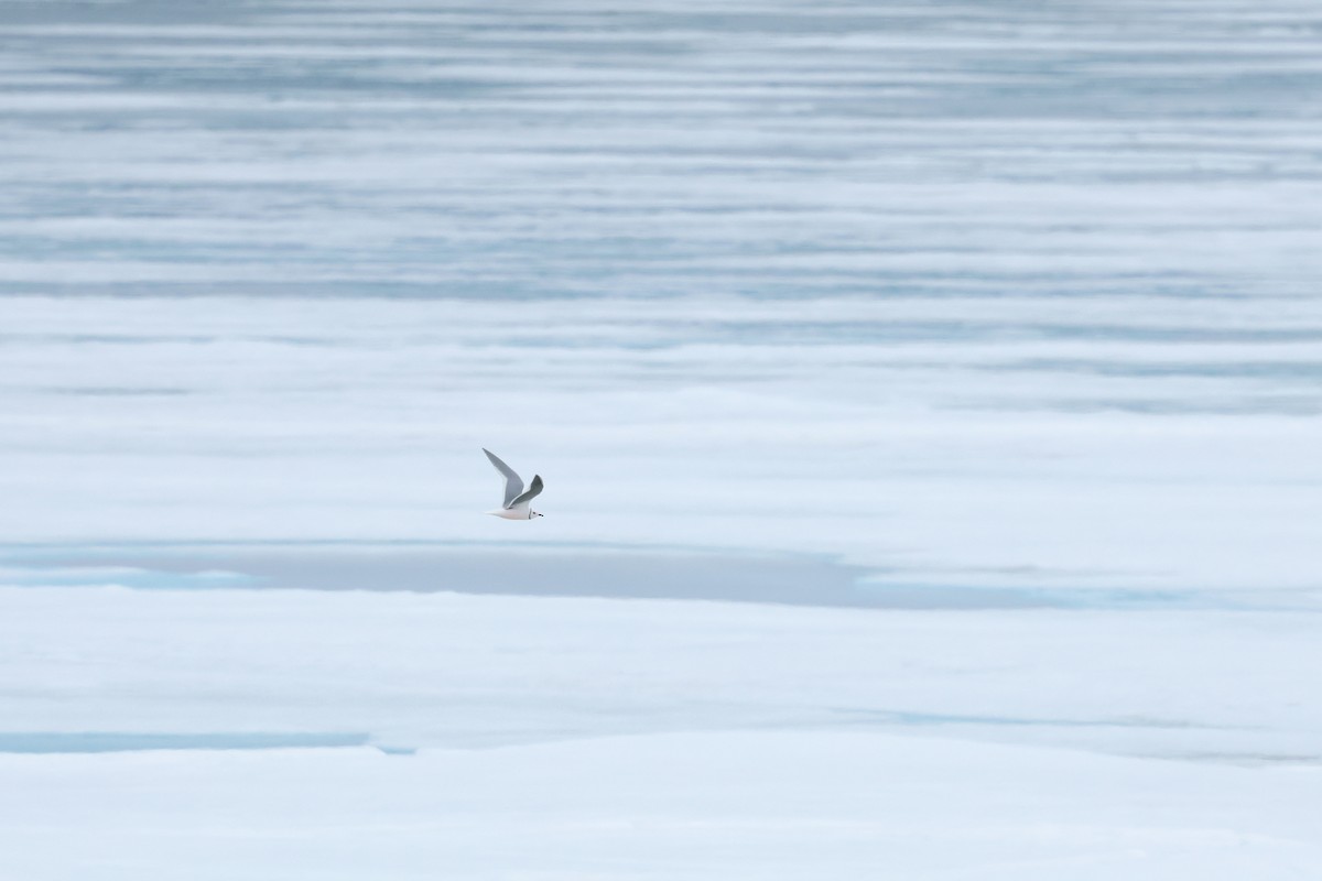 Ross's Gull - ML639513727
