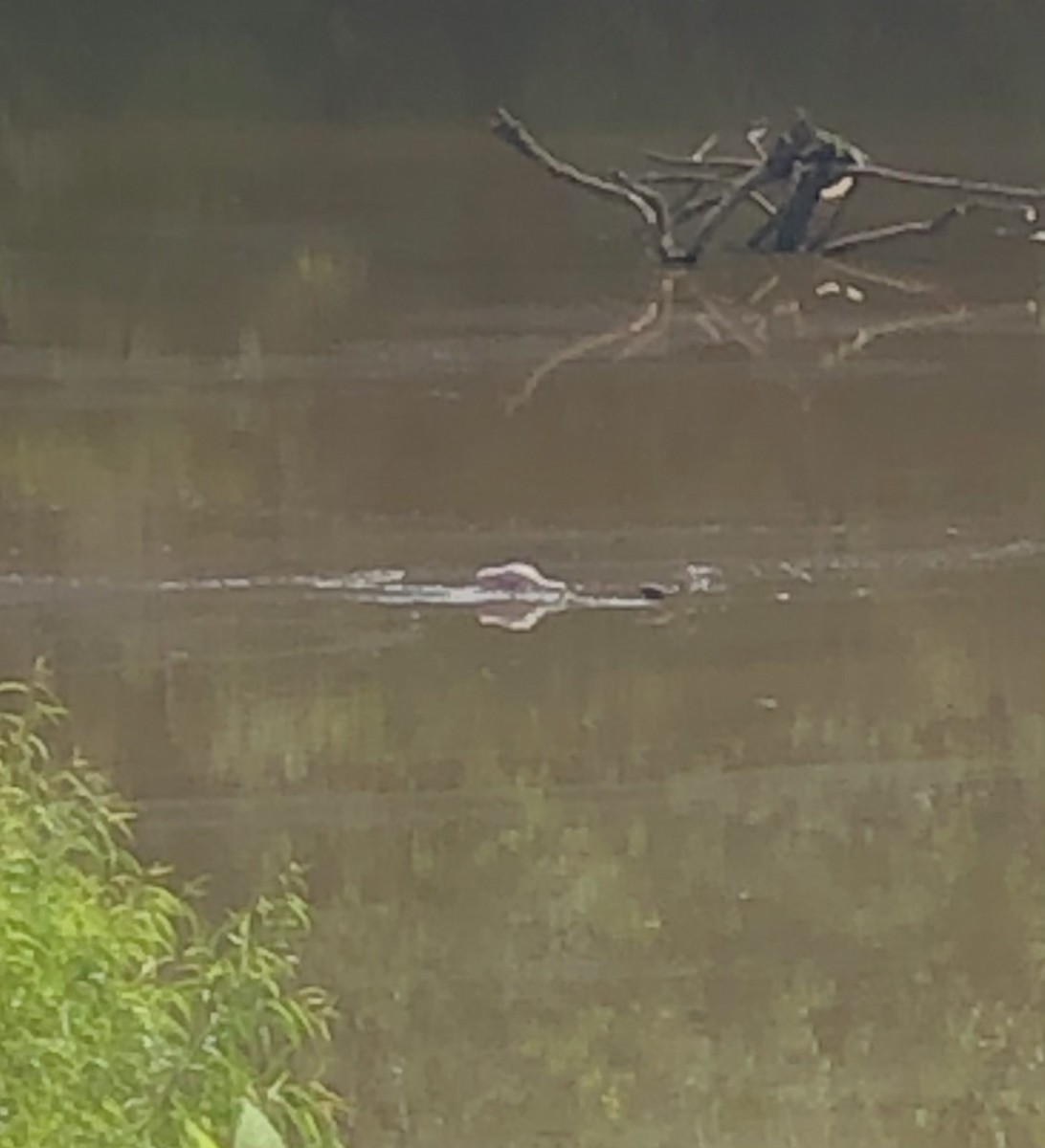 Roseate Spoonbill - ML639513785