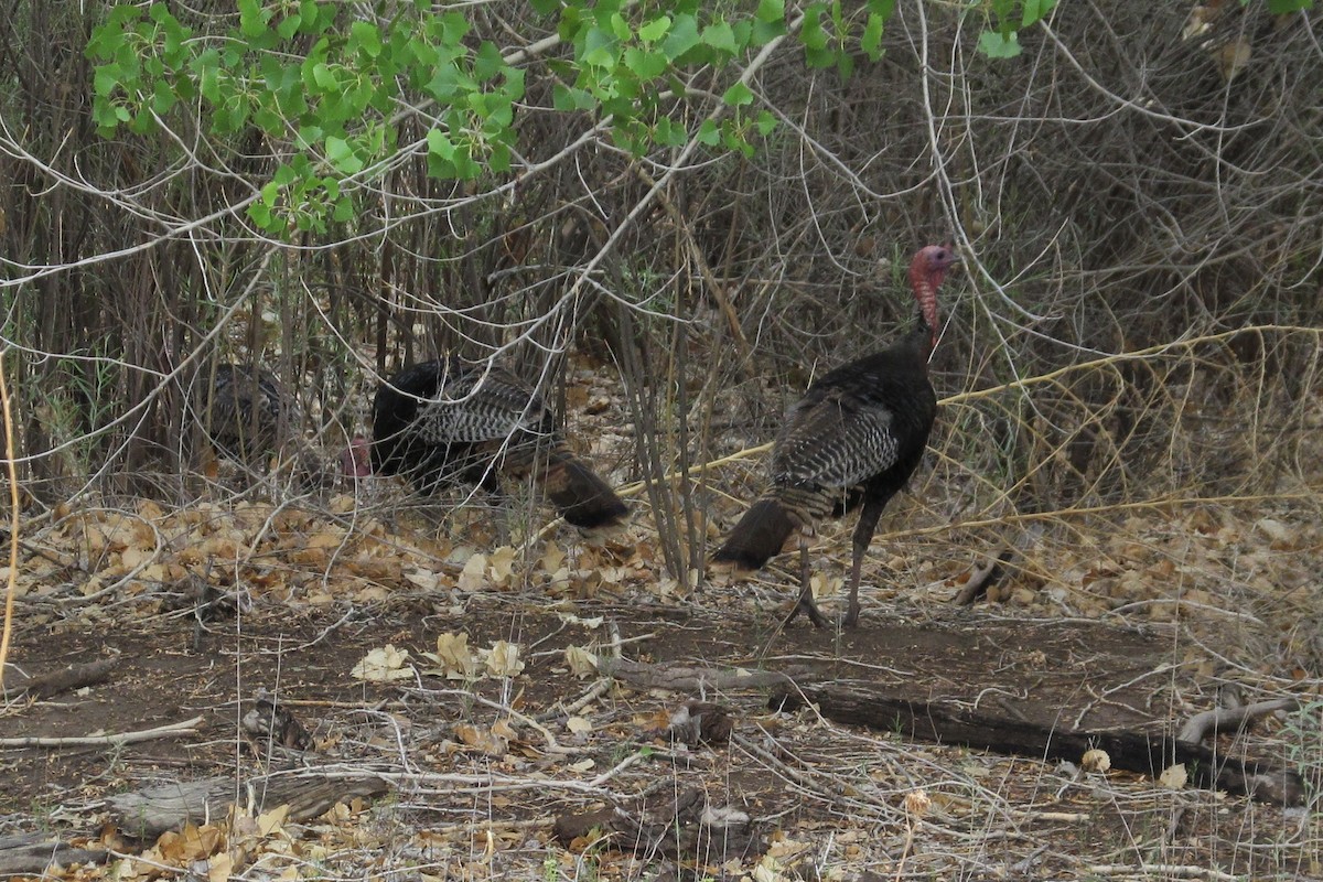 Wild Turkey - ML639513907