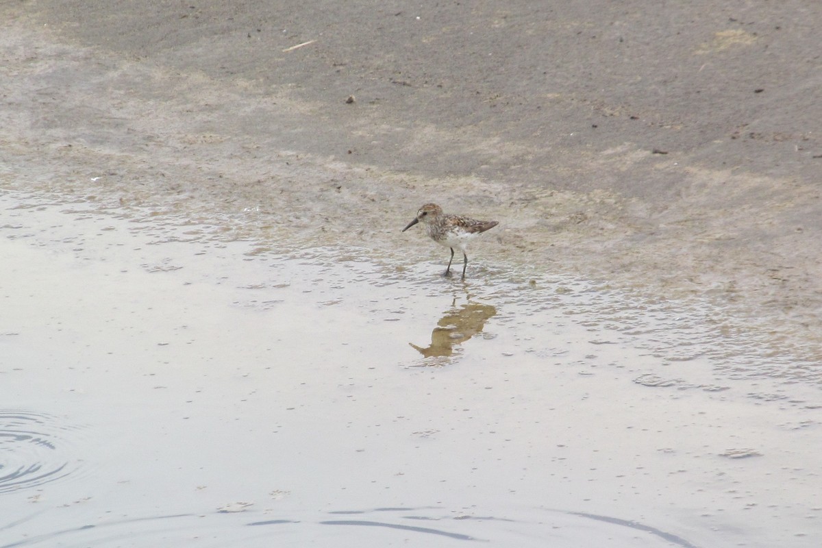 Western Sandpiper - ML639513919
