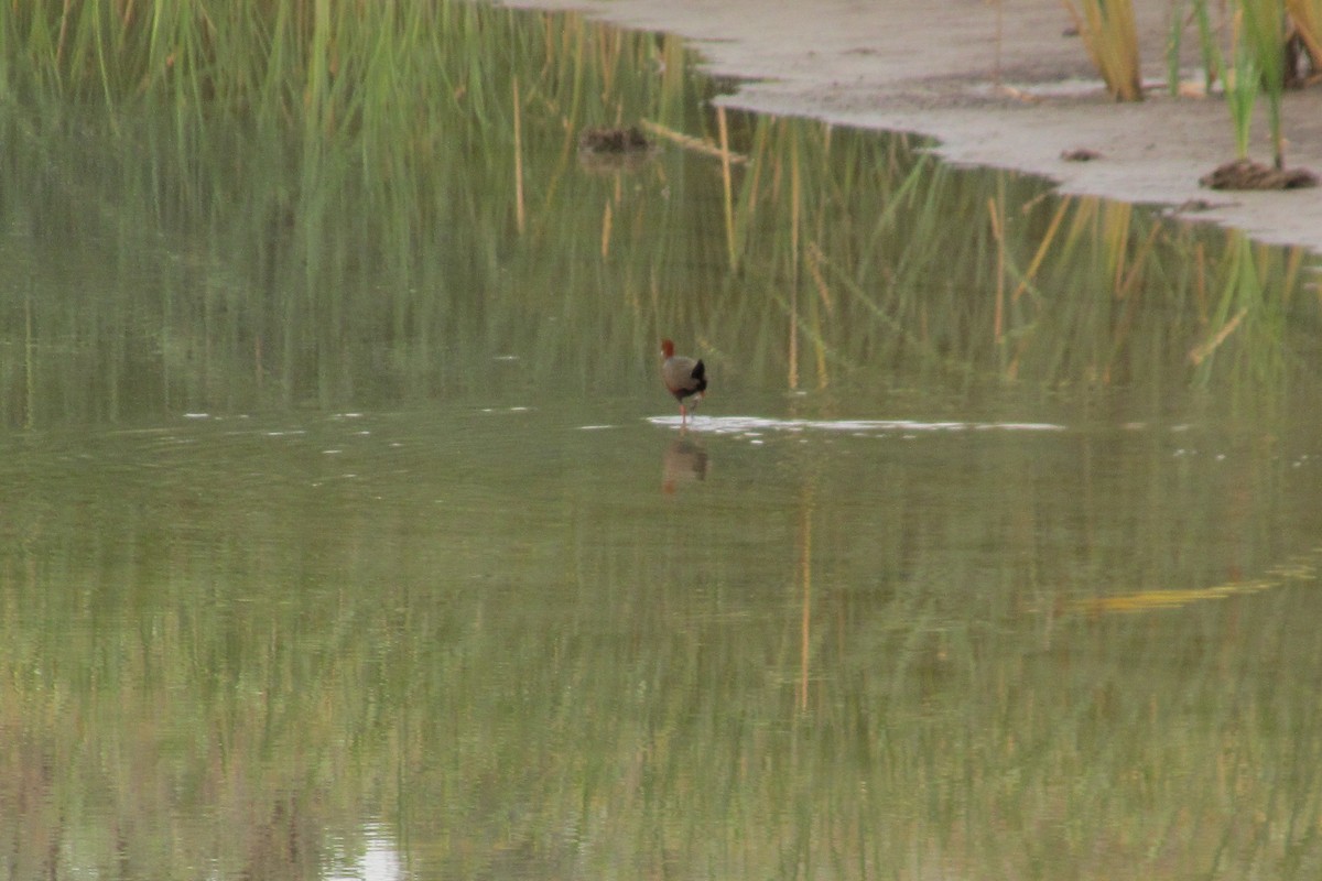 Rufous-necked Wood-Rail - ML639513937