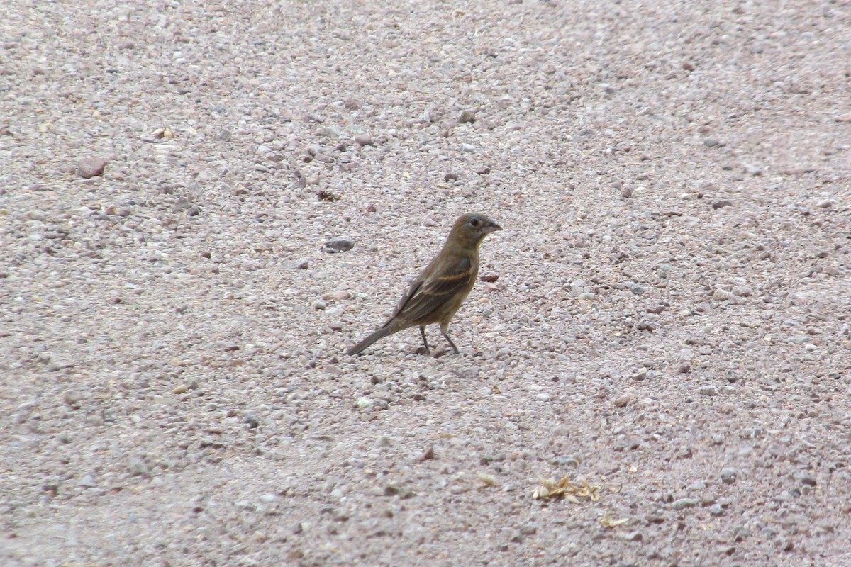 Blue Grosbeak - ML639514004
