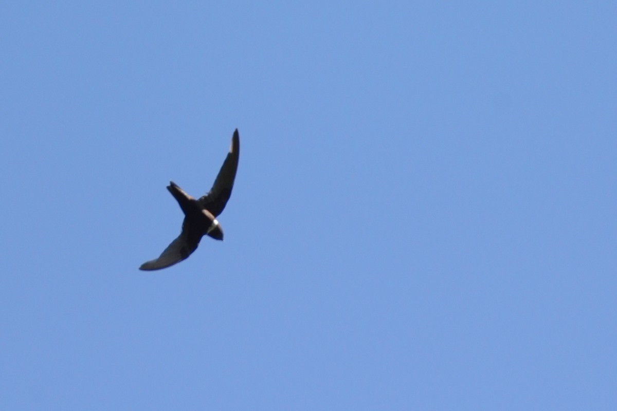 White-collared Swift - ML639514030