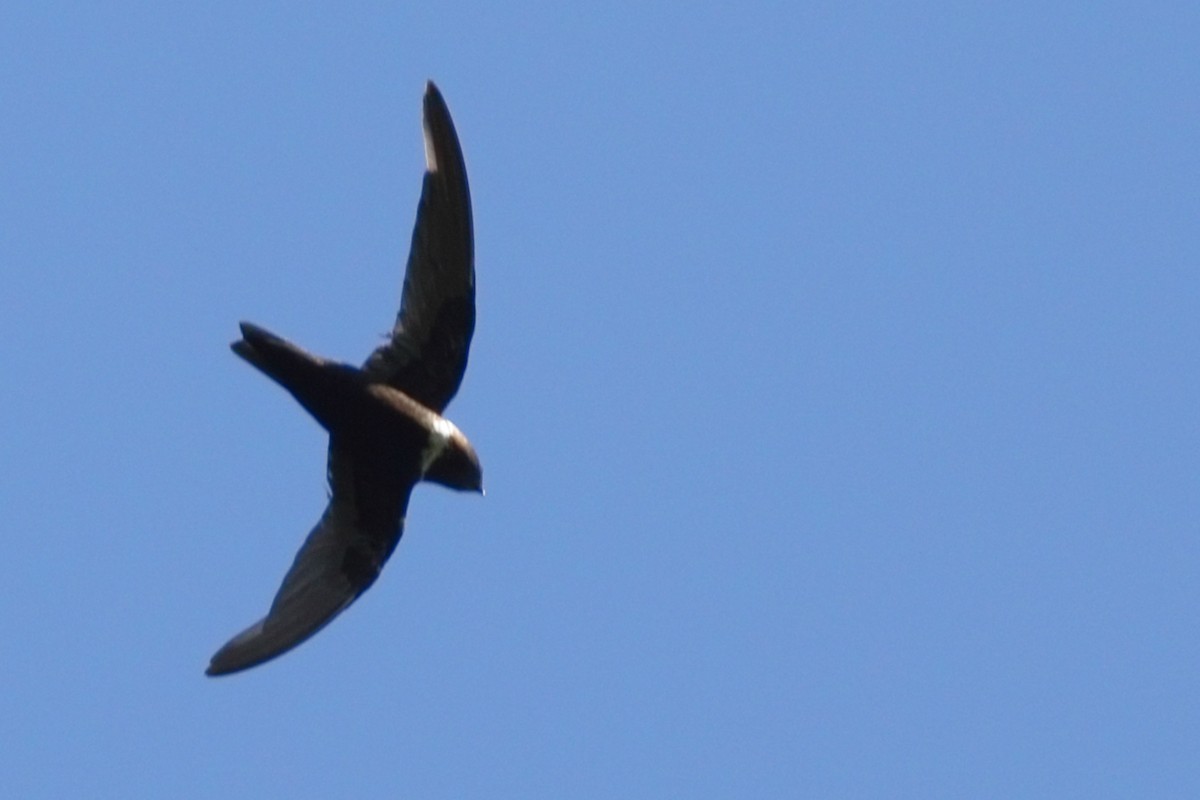 White-collared Swift - ML639514031