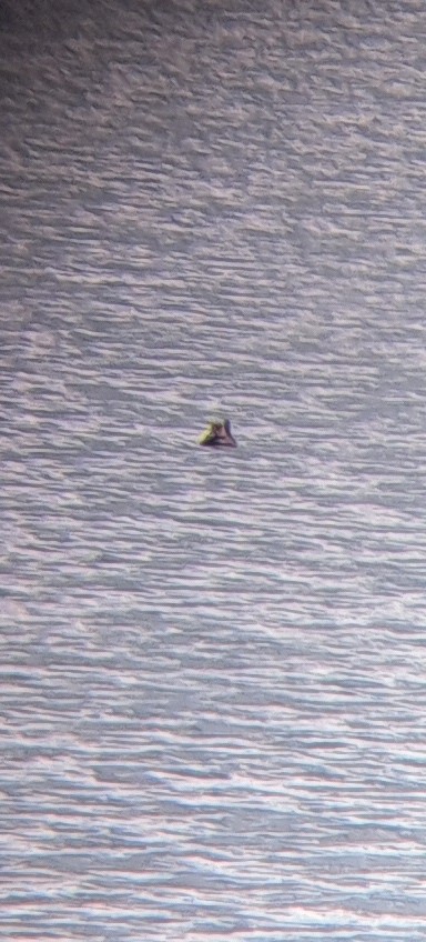 Ruddy Duck - ML639514108