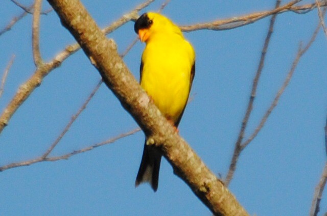 American Goldfinch - ML639514116