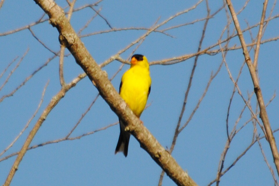 American Goldfinch - ML639514117