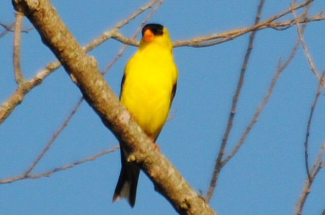 American Goldfinch - ML639514118