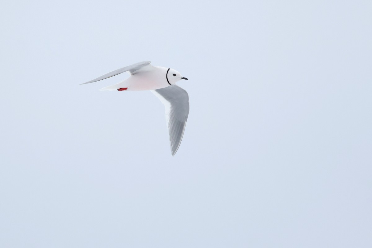 Ross's Gull - ML639514150