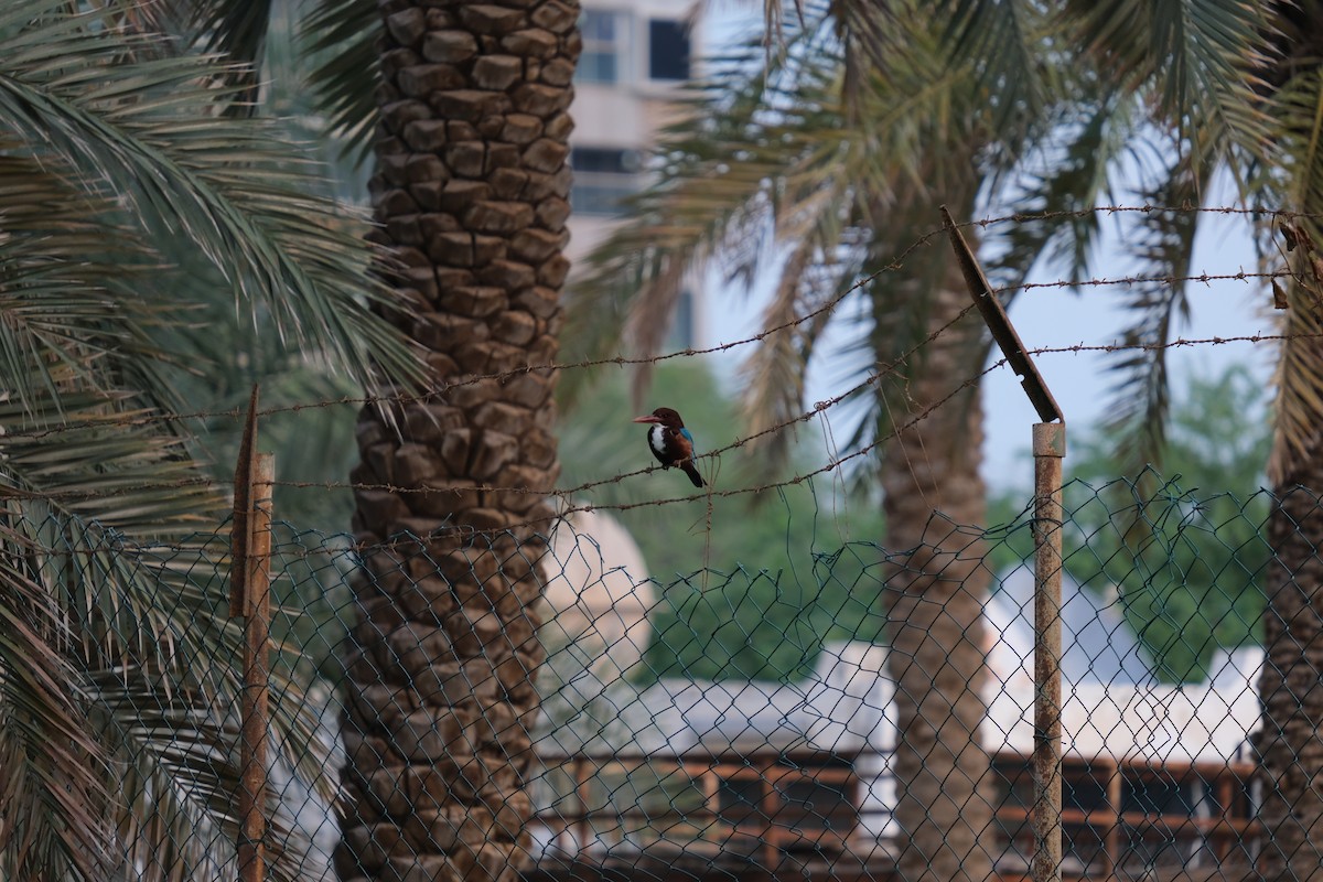 White-throated Kingfisher - ML639514265