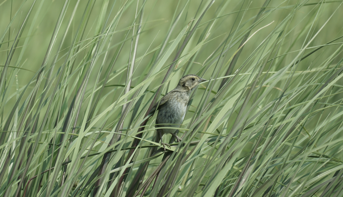 Nelson's Sparrow - ML639514288