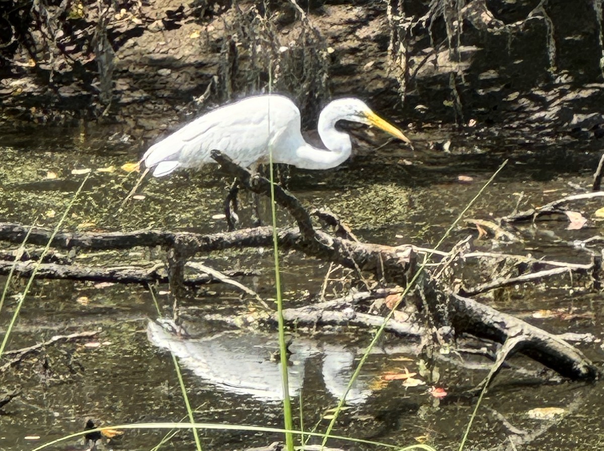 Great Egret - ML639514289