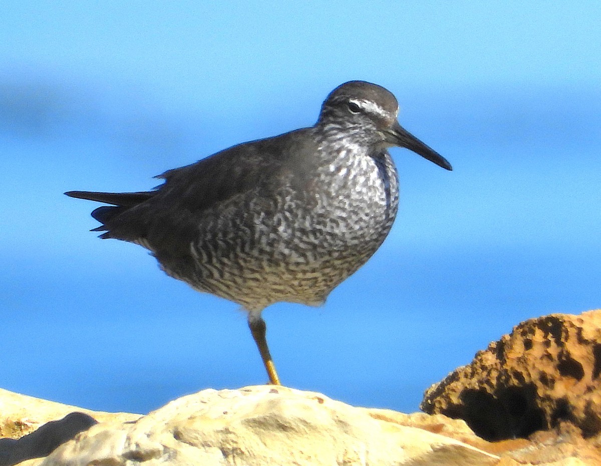 alaskavandresnipe - ML639514306