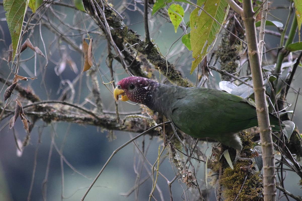 バラガシラインコ - ML639514442