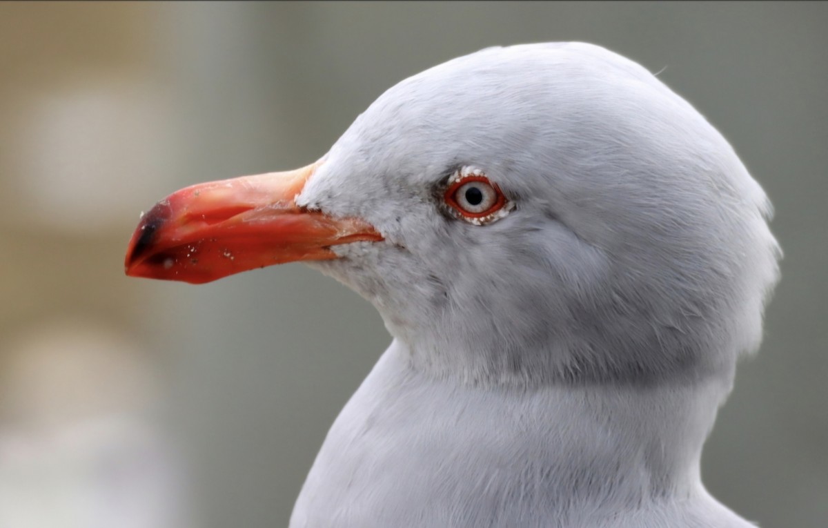 Dolphin Gull - ML639514443