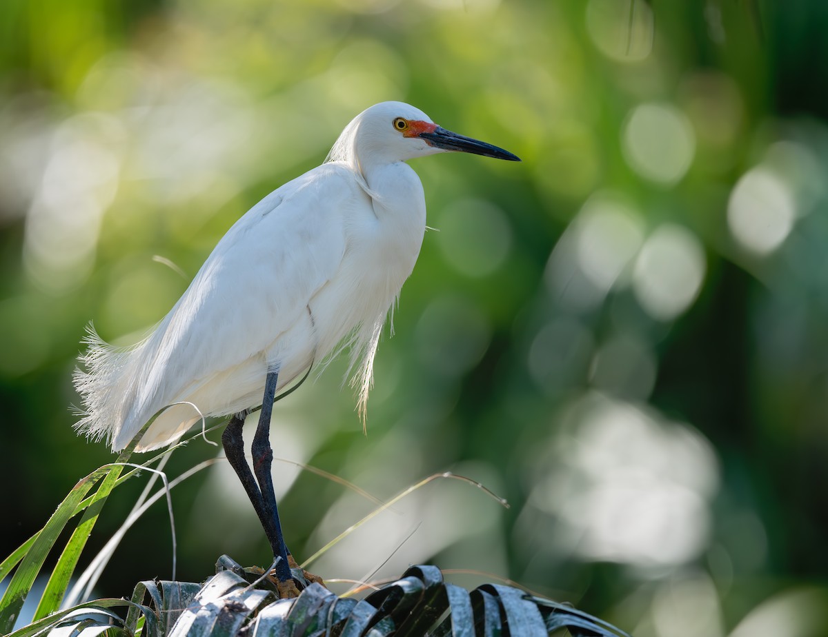 Snowy Egret - ML639514451