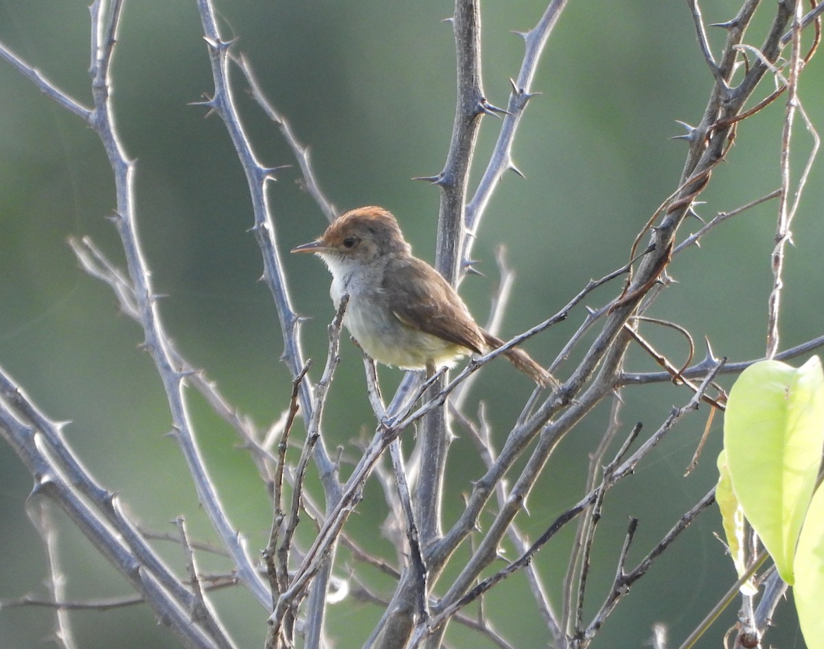 Fulvous-crowned Scrub-Tyrant - ML639514467