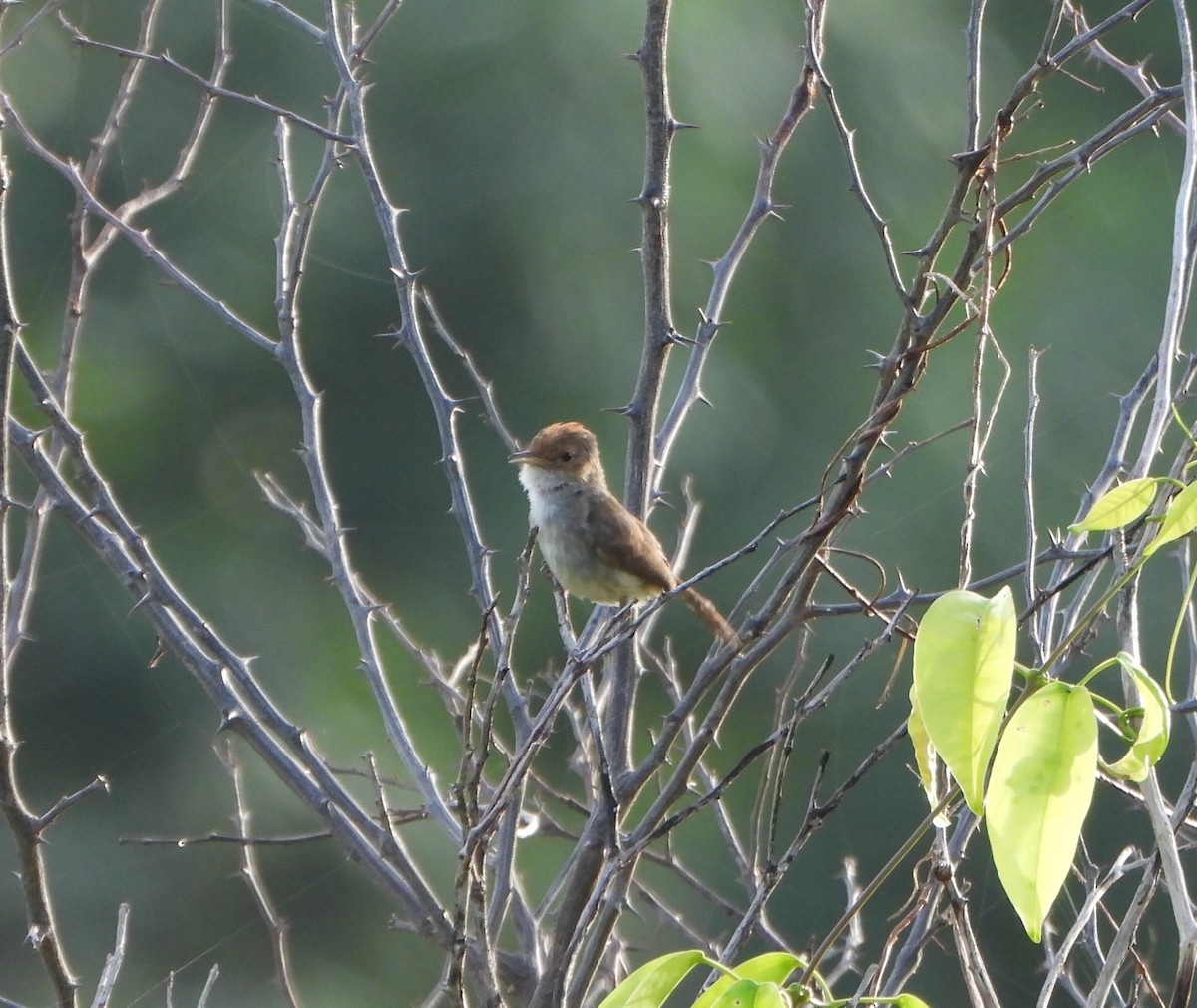 Fulvous-crowned Scrub-Tyrant - ML639514468