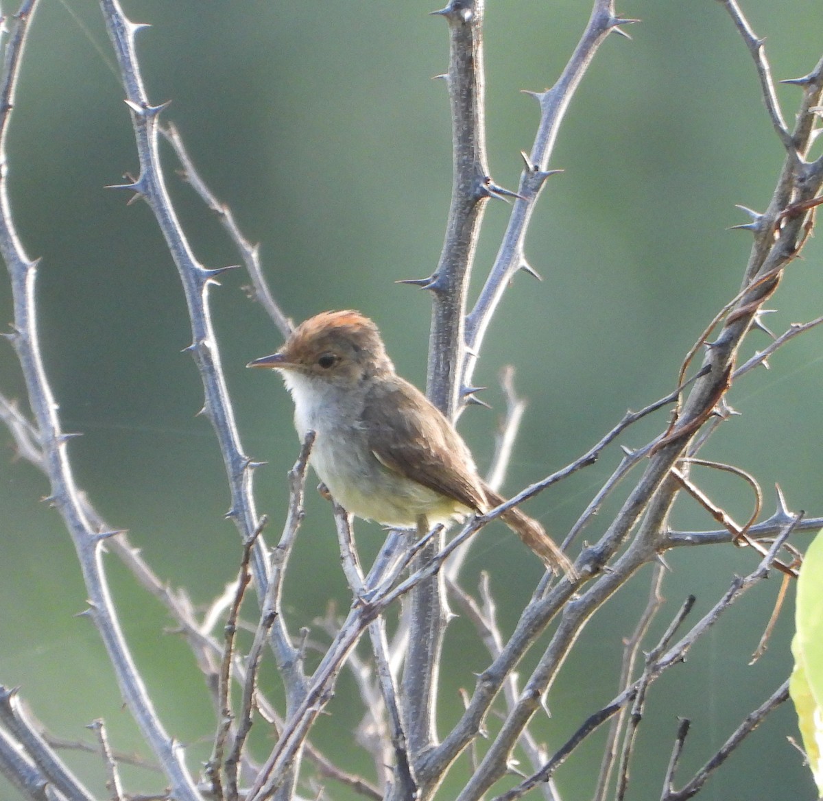 Fulvous-crowned Scrub-Tyrant - ML639514469