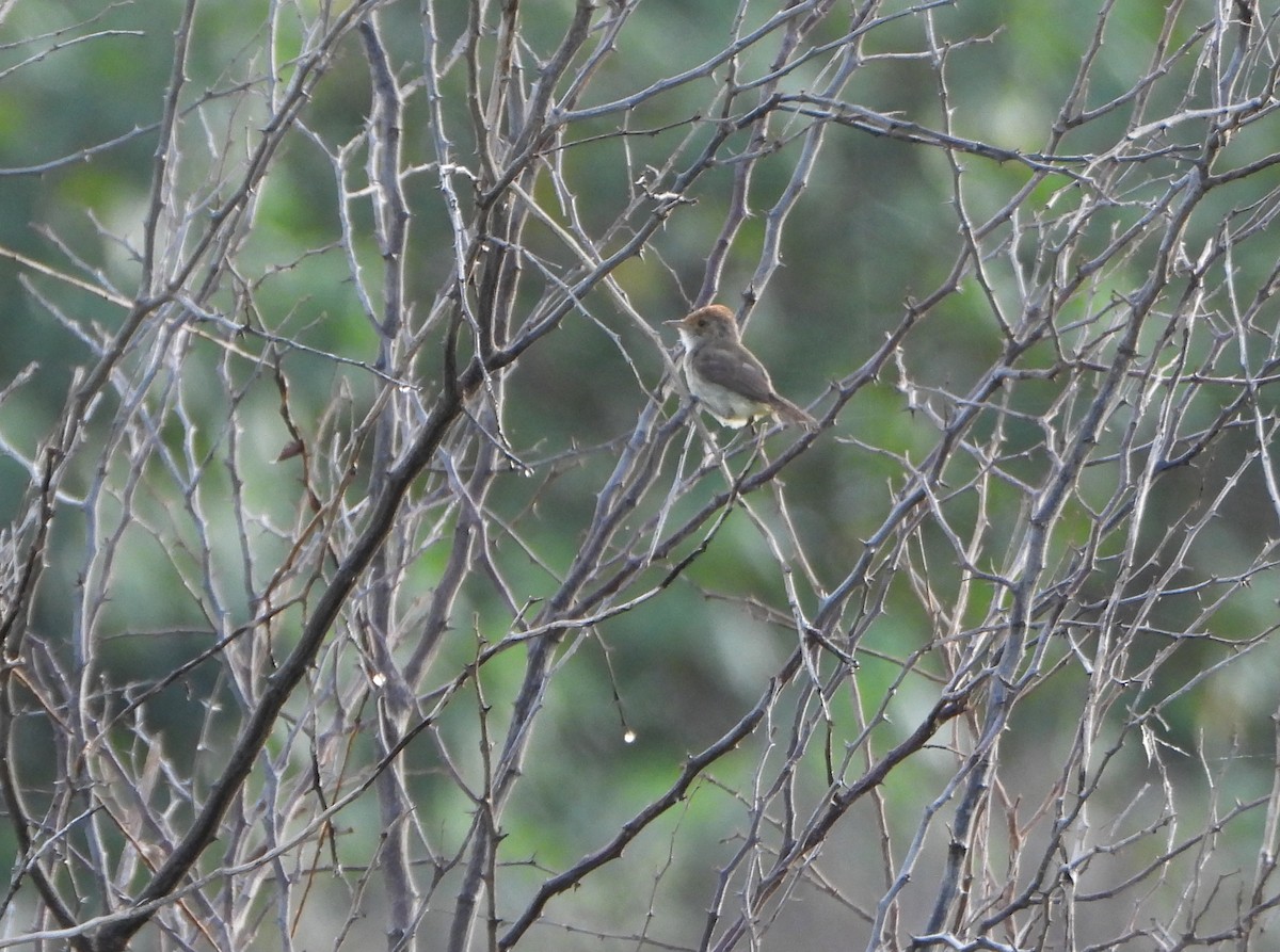 Fulvous-crowned Scrub-Tyrant - ML639514471