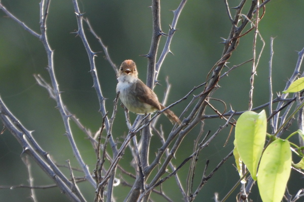 Fulvous-crowned Scrub-Tyrant - ML639514472