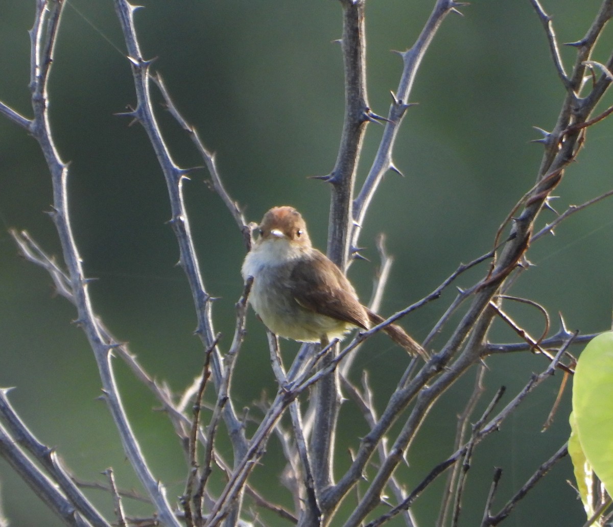 Fulvous-crowned Scrub-Tyrant - ML639514473