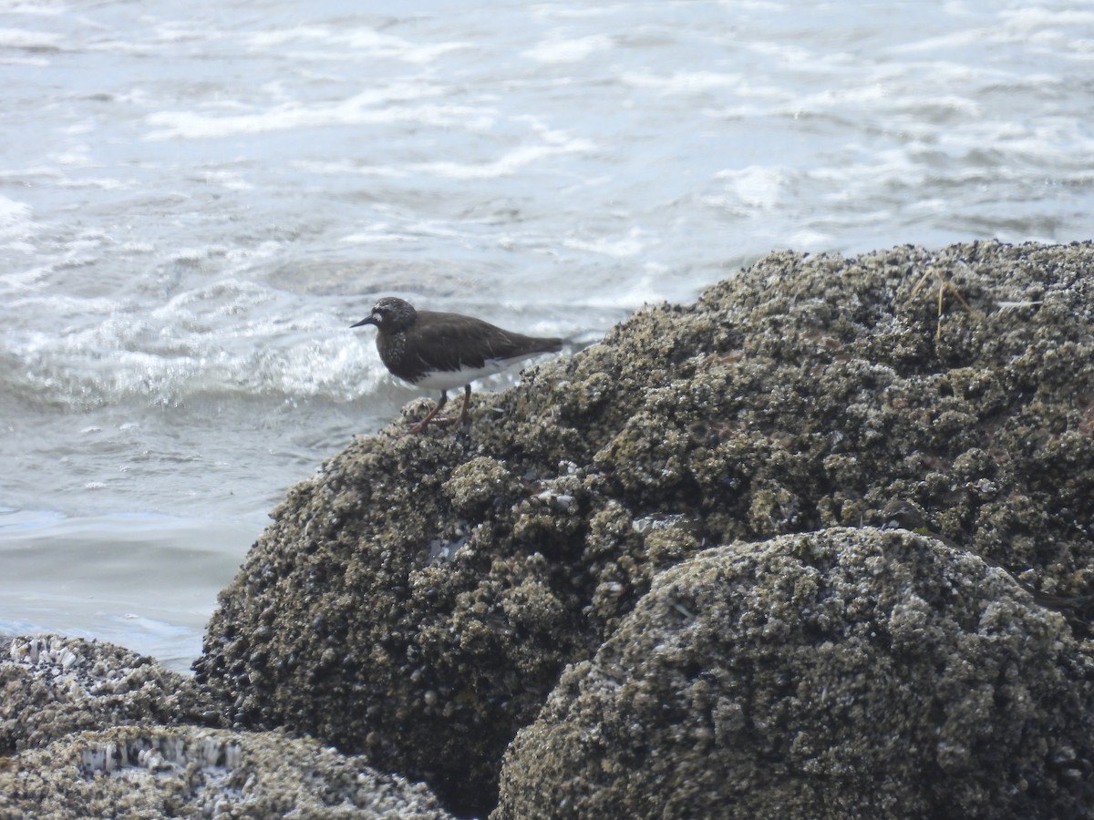 Black Turnstone - ML639514535