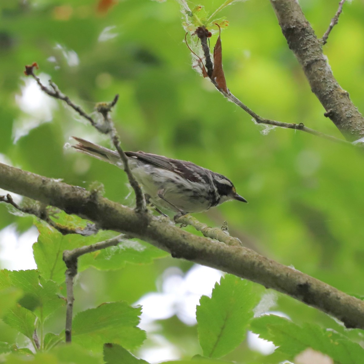 gråparula - ML639514561