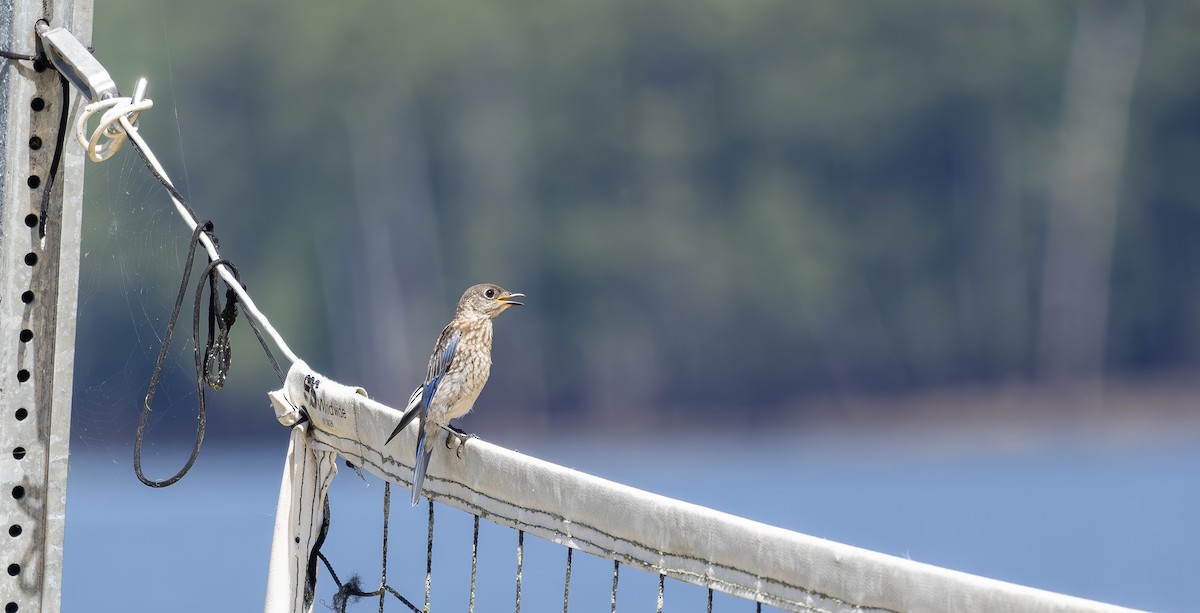 Eastern Bluebird - ML639514568