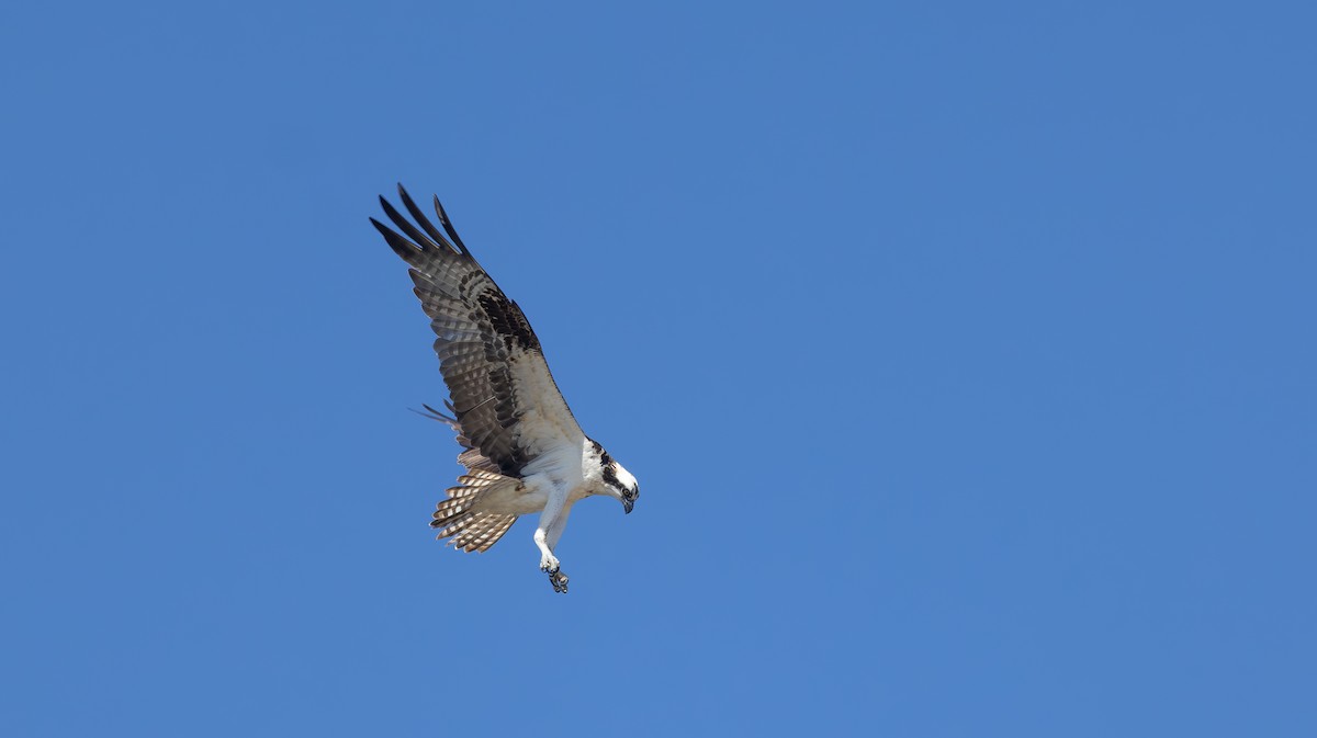 Osprey - ML639514576