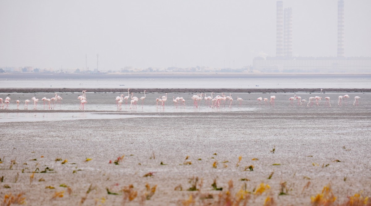 Greater Flamingo - ML639514580